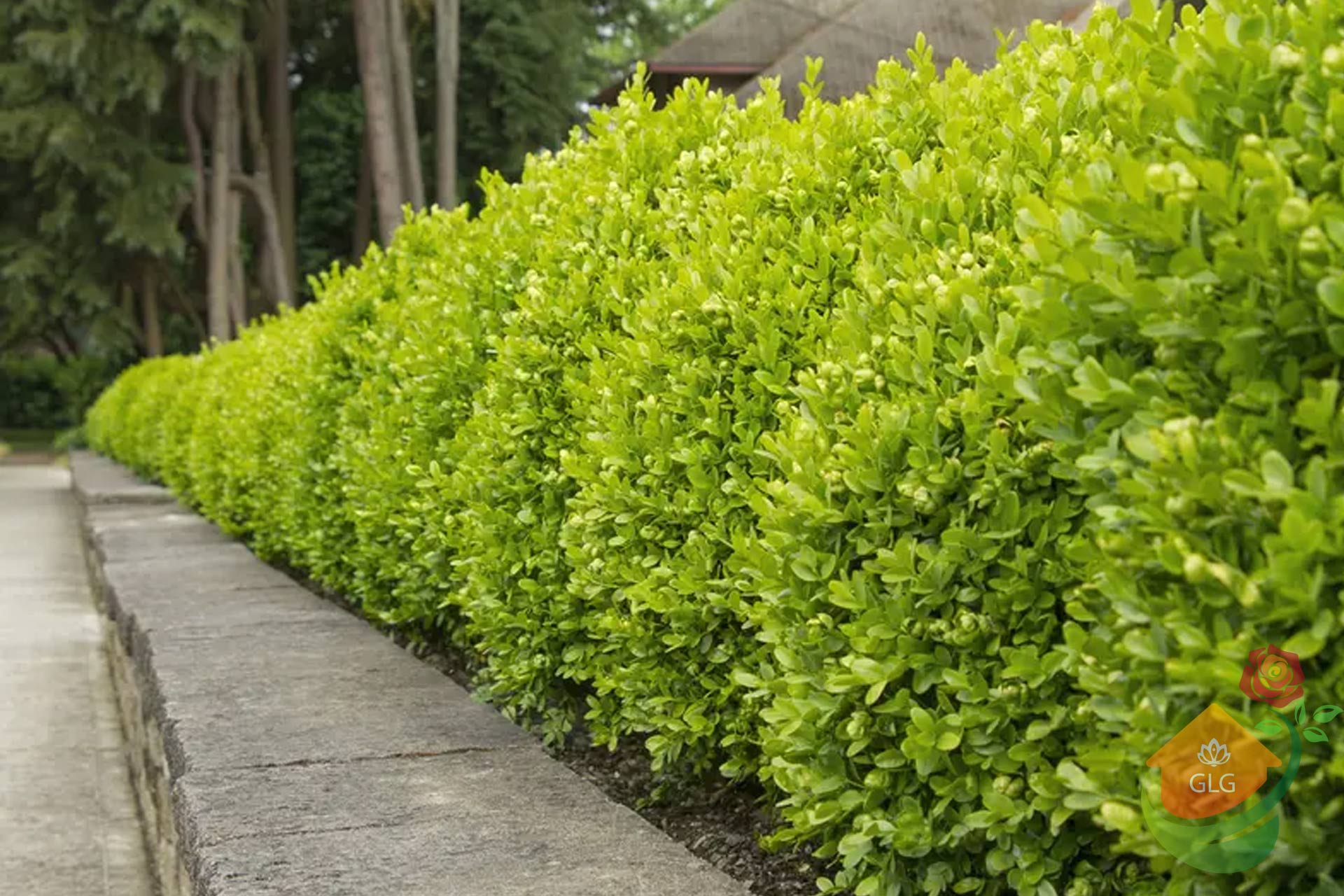 گیاهان بومی مقاوم برای محوطه سازی در گیلان
