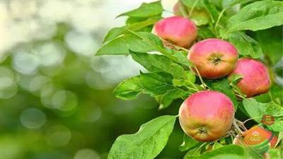 راهنمای انتخاب درختان میوه برای باغ ویلا