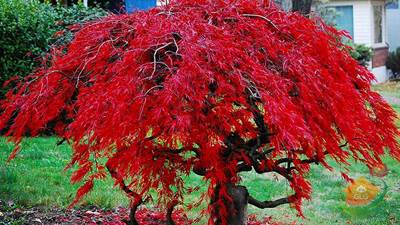 بهترین درختان سایه انداز با رشد سریع برای حیاط خنک