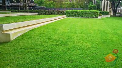 نکات کلیدی برای هرس، تهویه و جلوگیری از پوسیدگی چمن در حیاط هایی با رطوبت بالا.