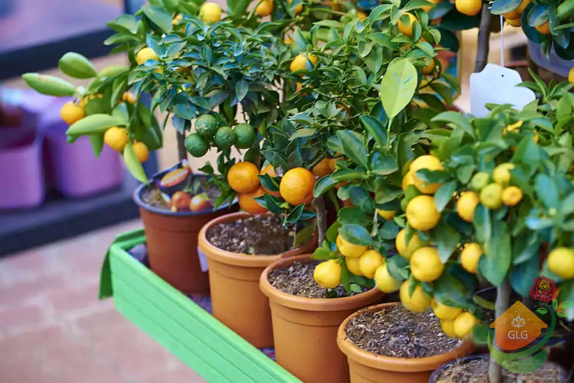 ساخت باغ میوه کوچک در ویلا