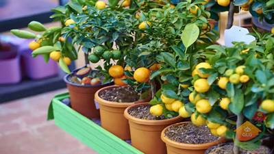 ساخت باغ میوه کوچک در ویلا