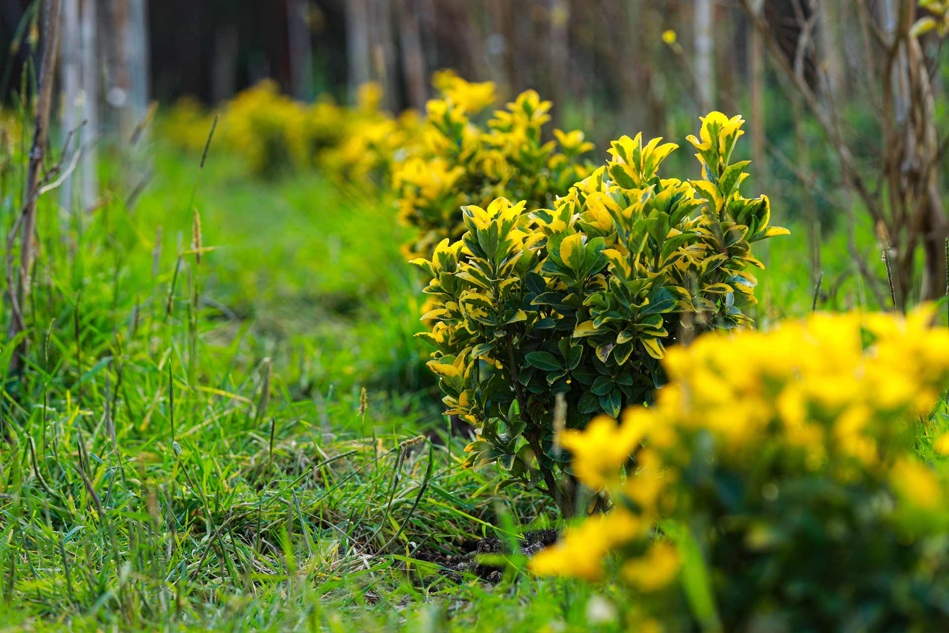 گل های مناسب برای محوطه سازی