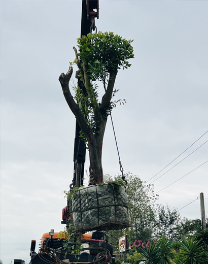 بارگیری و انتقال درختان مرکبات تنومند و چندساله