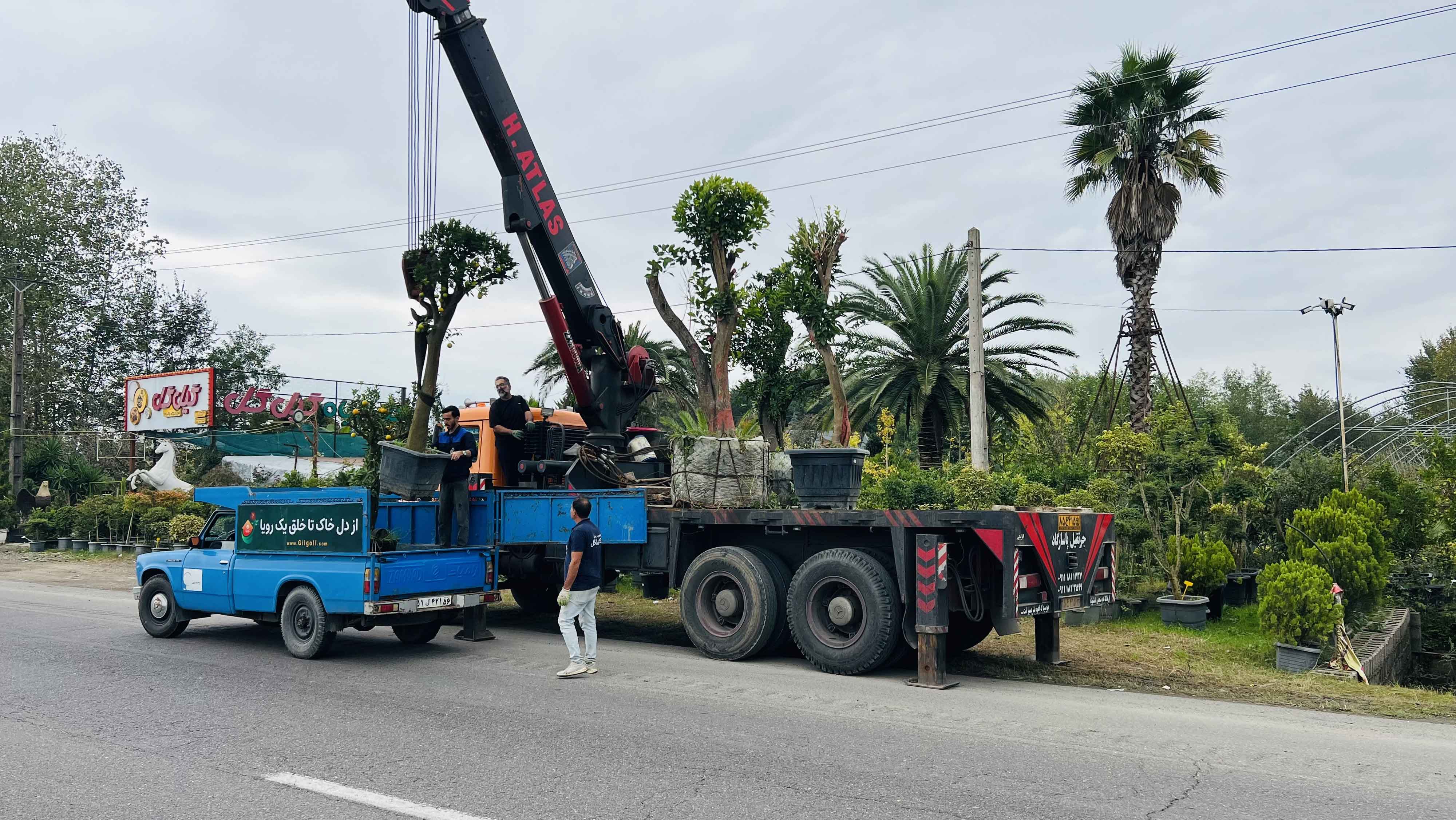 بارگیری و انتقال درختان مرکبات تنومند و چندساله