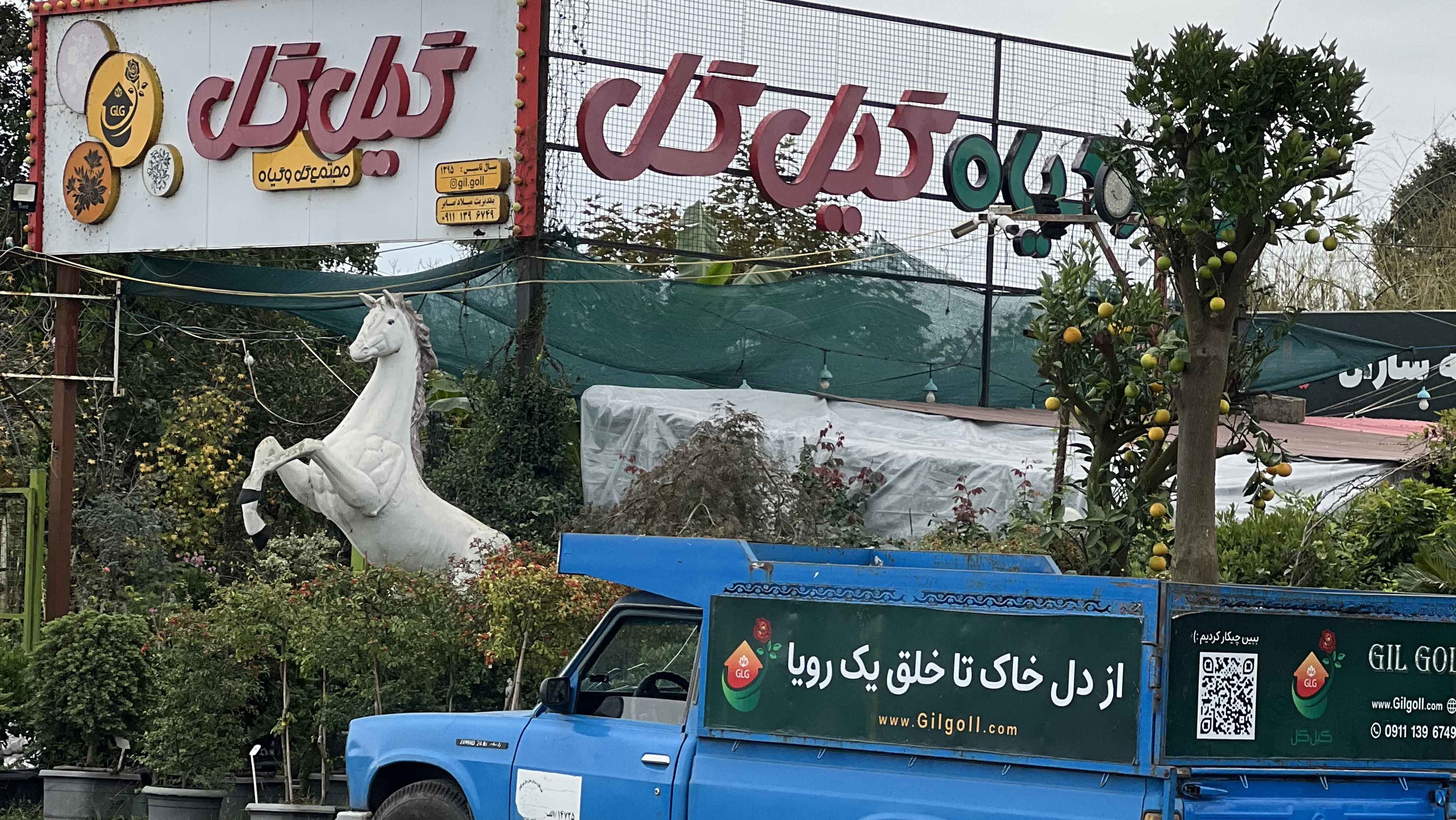 بارگیری و انتقال درختان مرکبات تنومند و چندساله