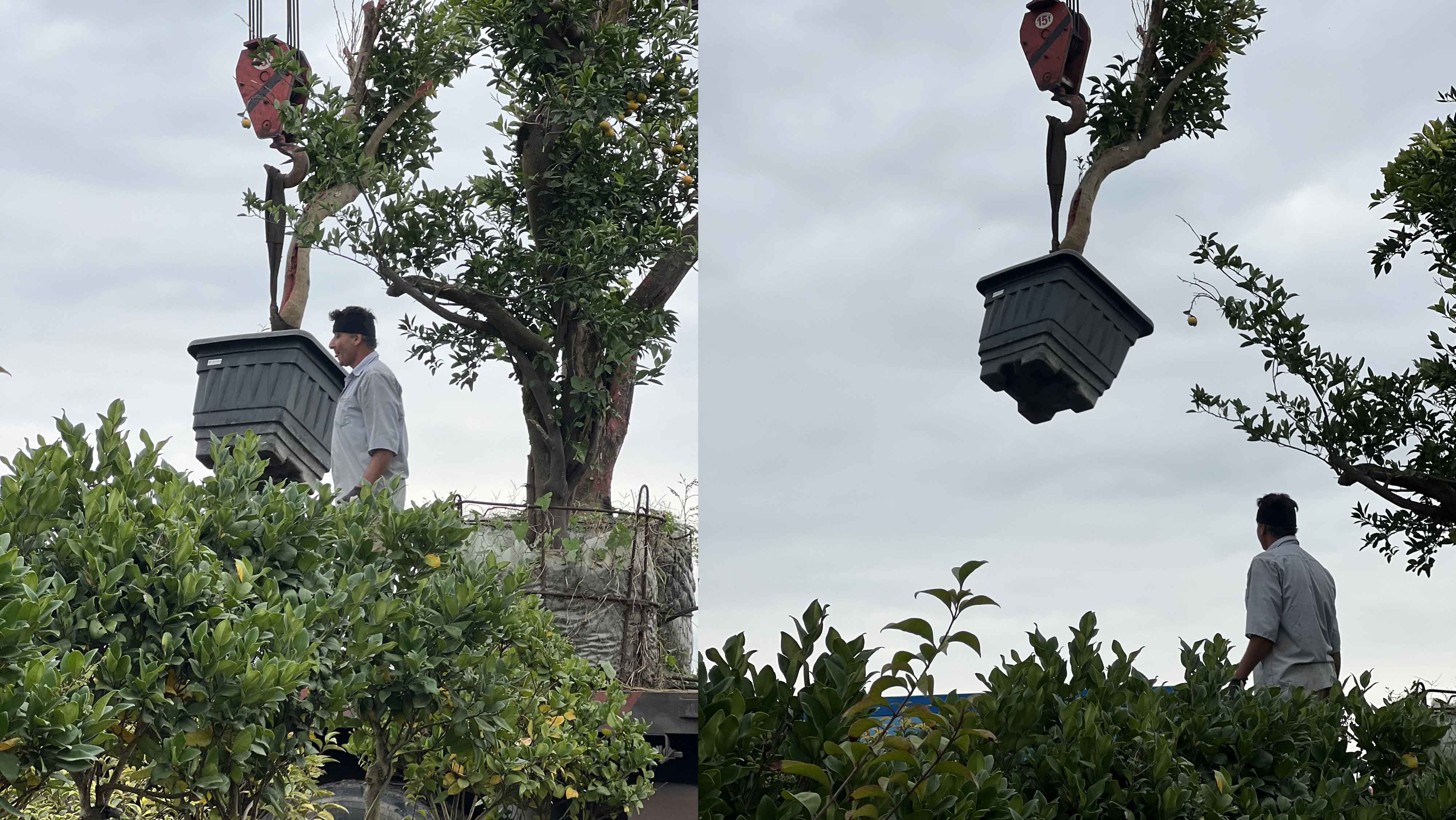 بارگیری و انتقال درختان مرکبات تنومند و چندساله