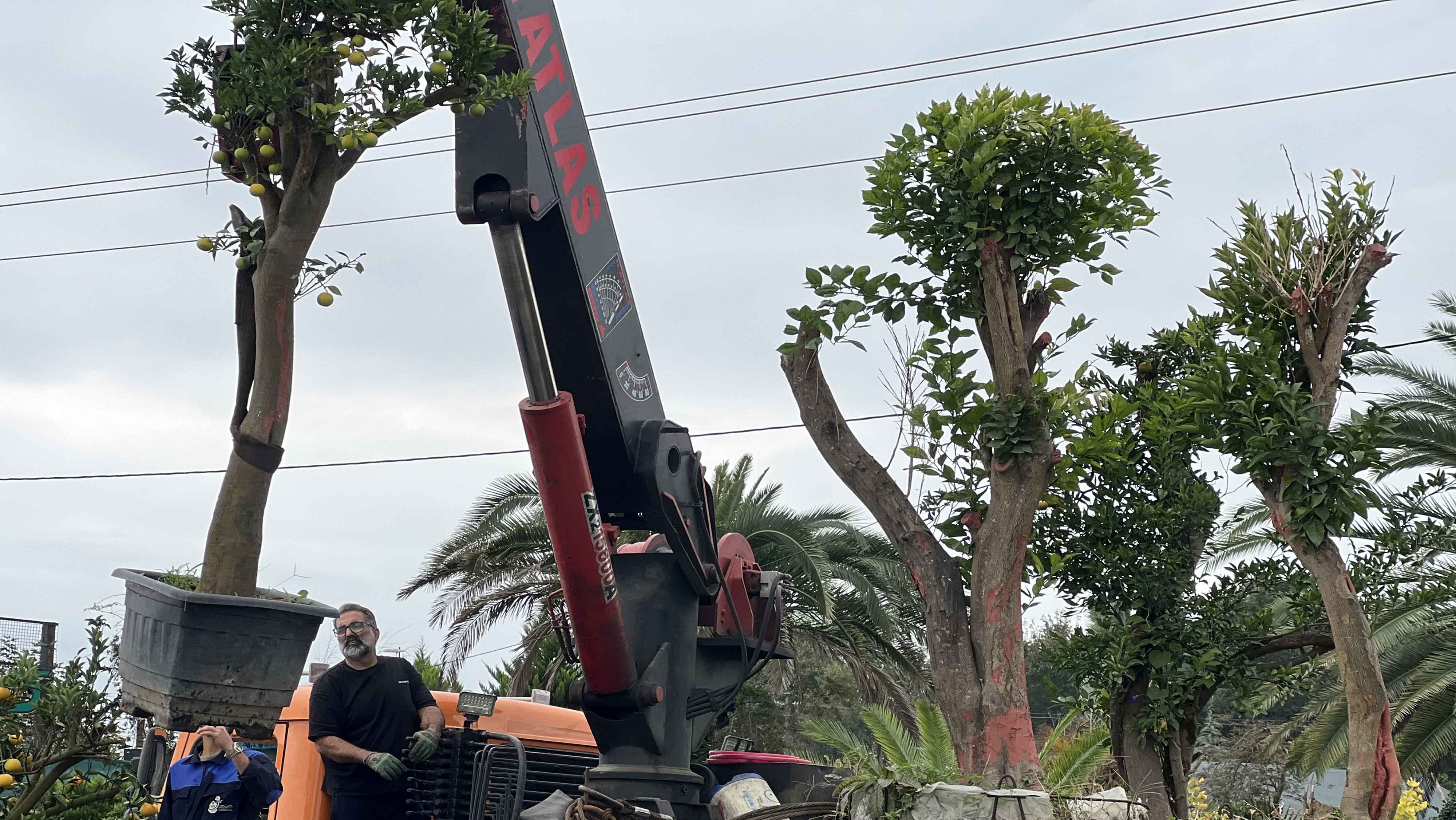 بارگیری و انتقال درختان مرکبات تنومند و چندساله