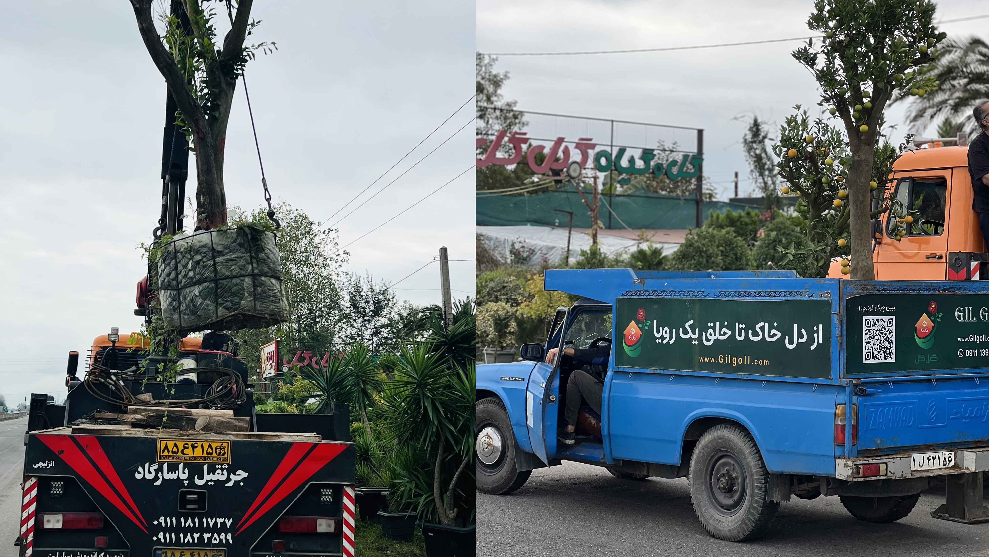 بارگیری و انتقال درختان مرکبات تنومند و چندساله