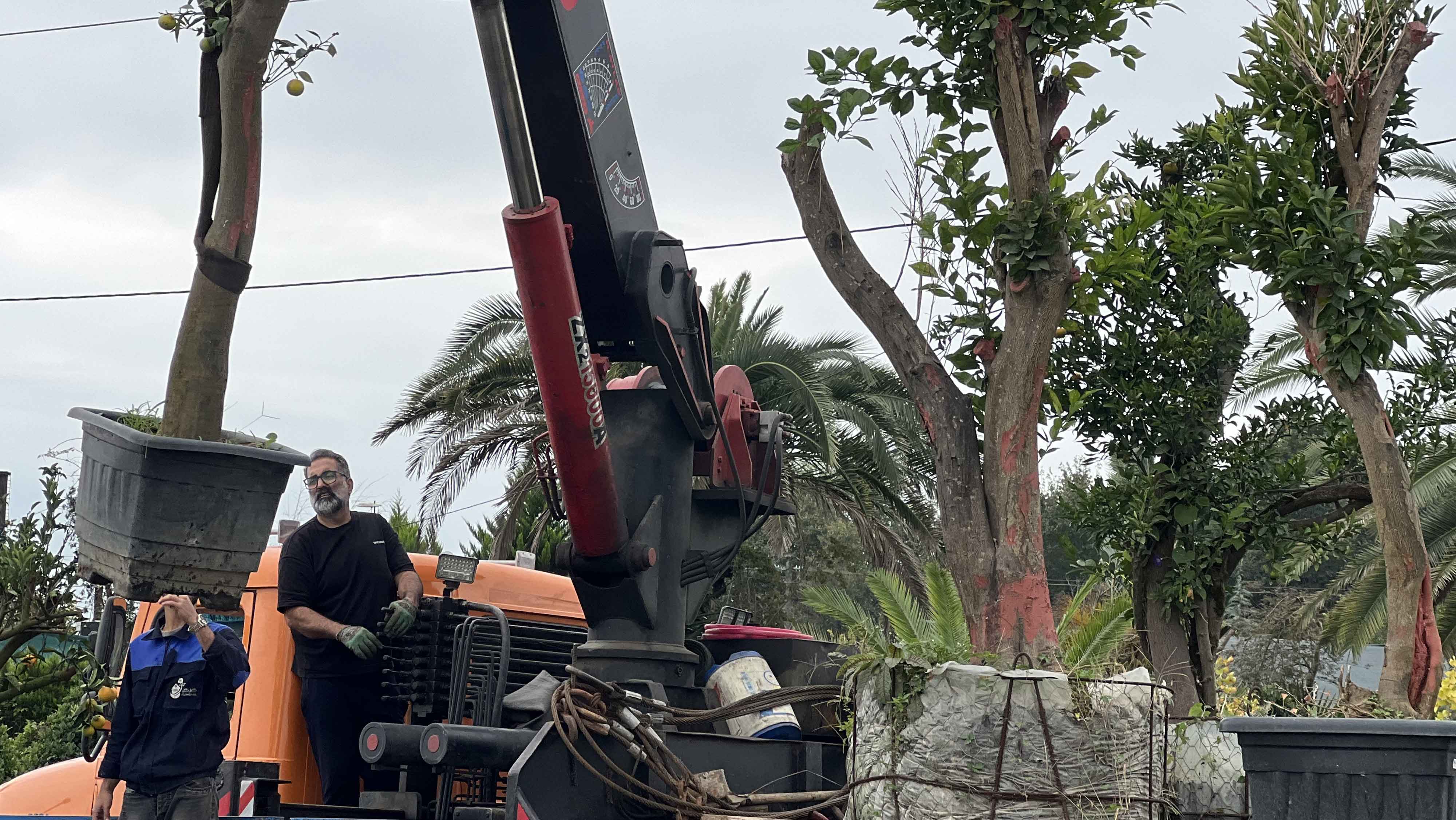 بارگیری و انتقال درختان مرکبات تنومند و چندساله