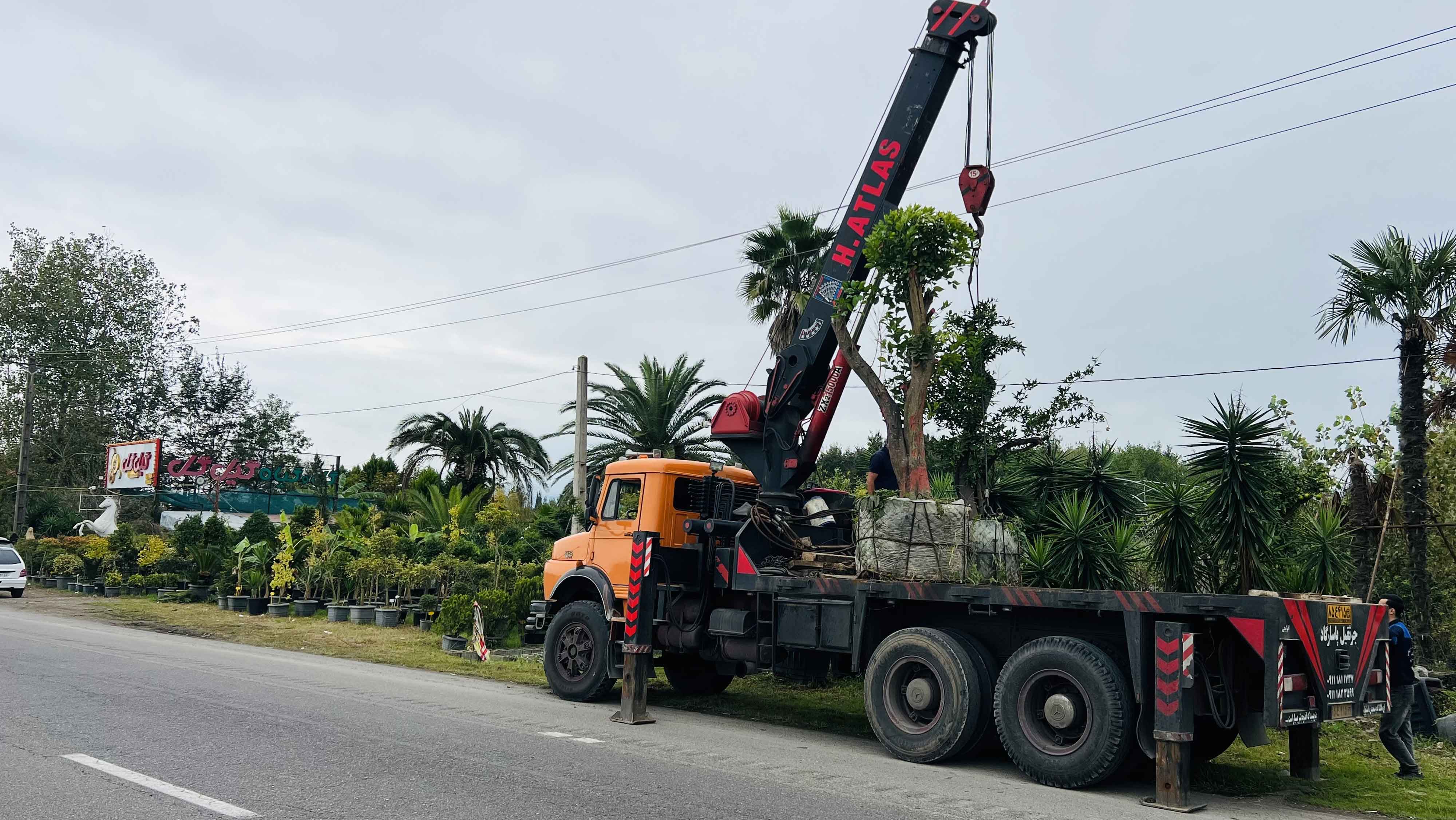 بارگیری و انتقال درختان مرکبات تنومند و چندساله