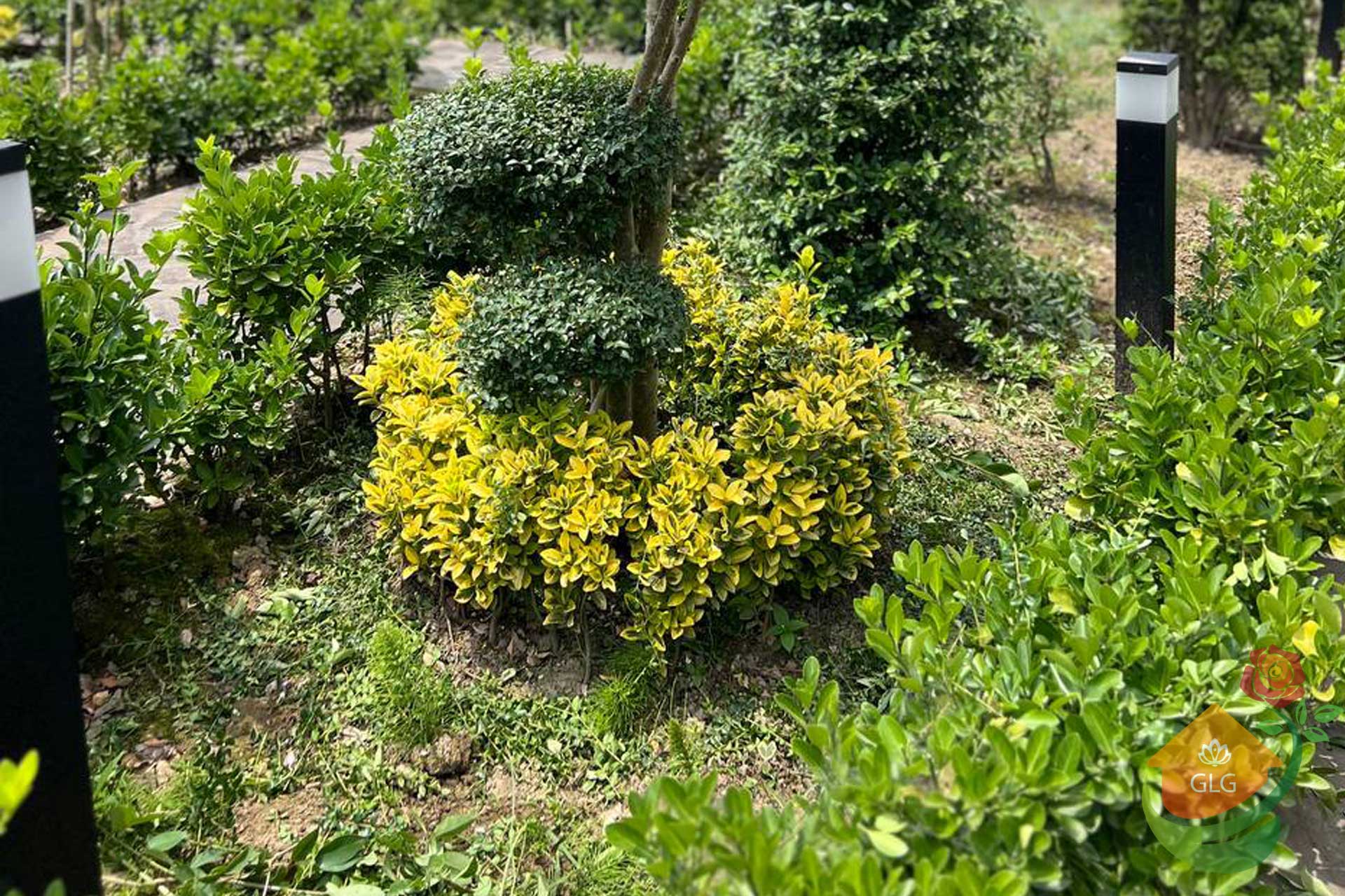 پروژه محوطه سازی در لاسک شفت