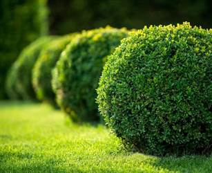 کاشت گل و گیاه و درختچه های زینتی یکی از فعالیت های لذت بخش و مفیدی است که می تواند به زیباسازی محیط زندگی و افزایش کیفیت آن کمک کند. این فعالیت همچنین مزایای زیادی برای سلامت جسمی و روحی انسان دارد.